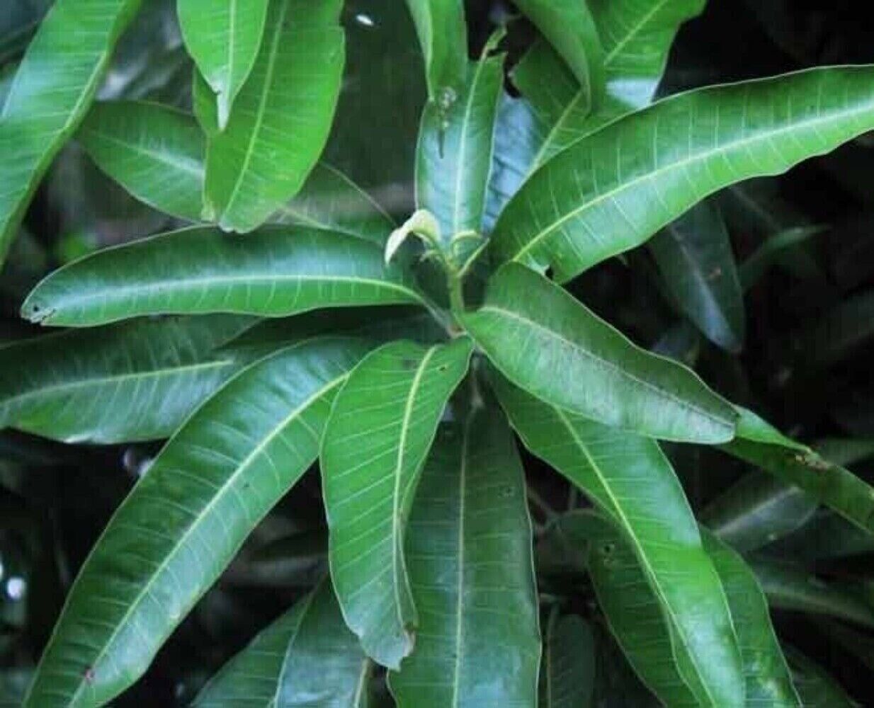 Mango Leaf Tea Dried Organic 50g Premium Natural Fresh Herbal Loose Leaf Main image