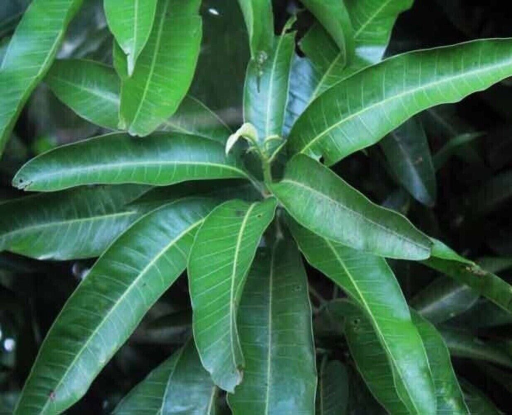 Mango Leaf Tea Dried Organic 50g Premium Natural Fresh Herbal Loose Leaf