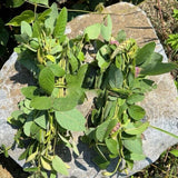 Wild Uraria Crinita Whole Herb 250g Premium Dried Traditional Chinese Medicinal