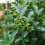 High Quality Spices Herbs Green Peppercorns Dried Pepper Spicy Hot Top Sichuan