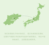 Premium Green Tea 100g Grade A Pure Chinese Matcha Powder