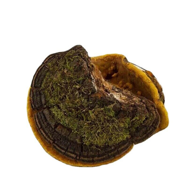 Tibetan wild mulberry ganoderma lucidum 100g