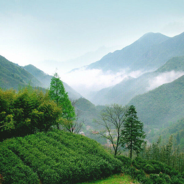 Natural Spring New Tea Anji Baicha Healthy Herbal Tea八马茶叶 正宗安吉白茶 年春茶新茶 味醇鲜爽