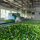 Premium Smoking Cessation Tea with Pure Natural Herbal Formula for Smokers