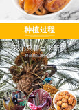 Dates Black Dates Yellow Dates Bulk Dried Honey Dates Date Palm 500g