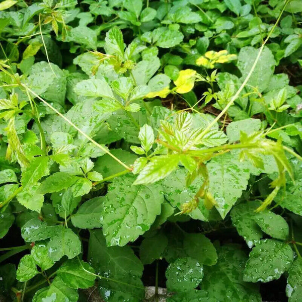 Neue Ernte Bio Gesundheit Tee Jiaogulan Zarte Blatt Tee Gynostemma Pentaphylla
