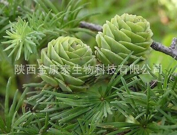 Dihydroquercetin 98% Pinus sylvestris Larch Extract Taxifolin 1kg