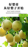 Pure Pear Syrup 210g - Traditional Brewed Loquat Autumn Pear