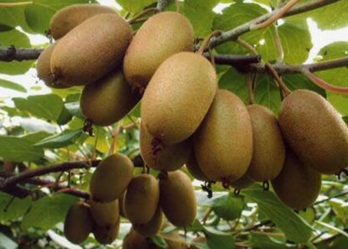 Natural Organic Dried Freeze Concentrate Kiwi Fruit Powder for beverage