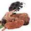 Rhodiola Rosea Root - High Grade Whole Root Tablet 100% Natural