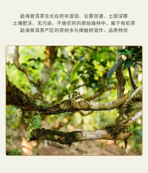 Xinhui Chenpi Yunnan Puerh Tea Cake Tea 10 Years Early Spring Citrus Tea 357g