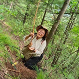 Organic Dried Rhizoma Gastrodiae Slices Tall Gastrodia Tuber Gastrodia Elata BL.