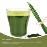 Organic Young Barley Grass BARLEYGRASS Powder Weight Loss Green Superfood Detox