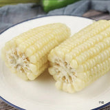 White sweet glutinous corn, fresh sticky corn cob, corn cob, low-fat fast food