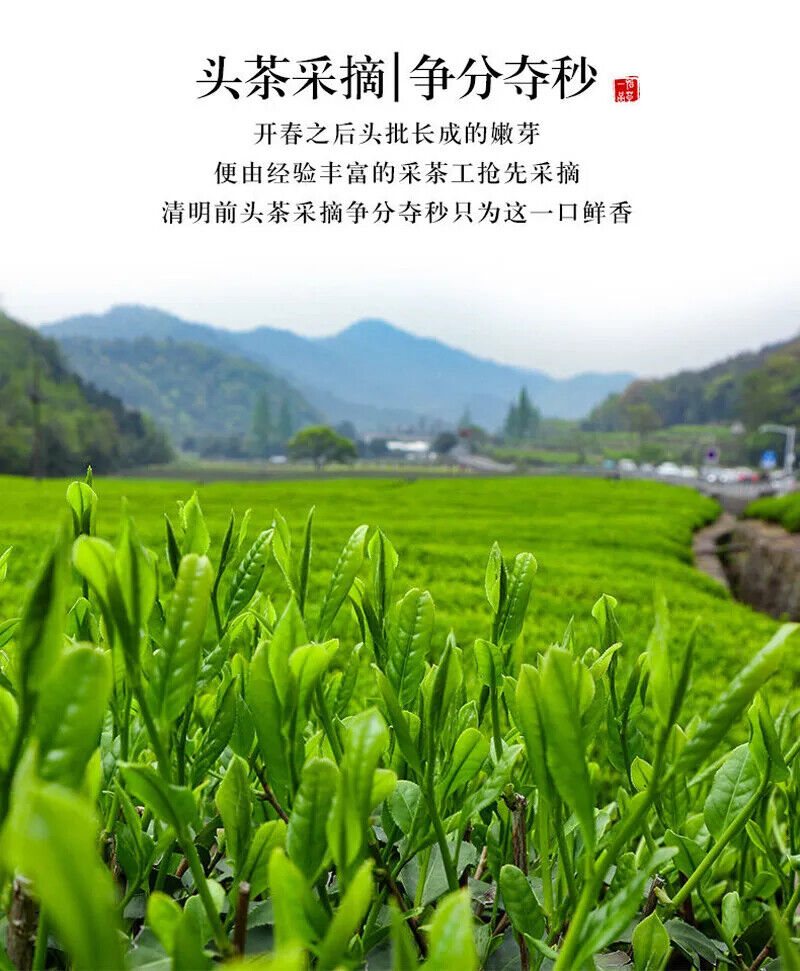 New Maojian Tea Green Tea Strong Flavor 100g Can