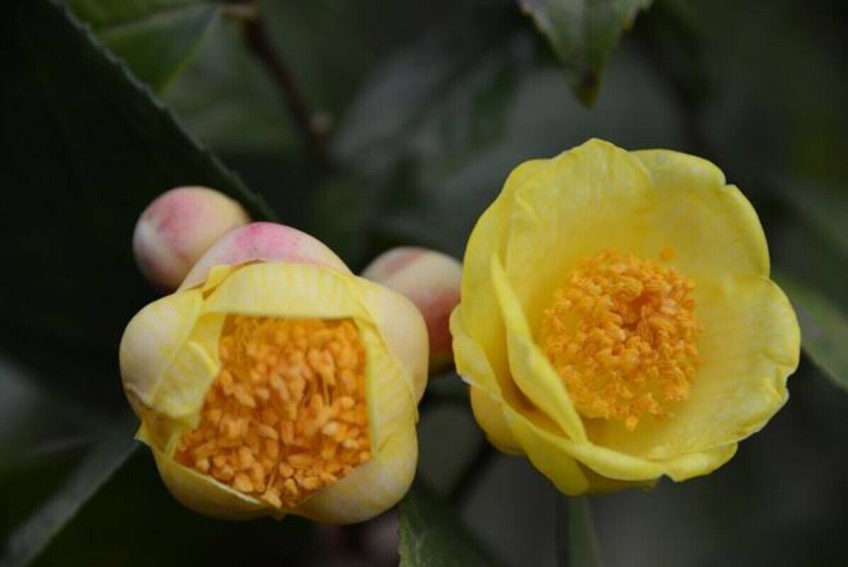 High Quality Dried Golden Camellia Golden Camellia Bloom Tea Flower Tea 500g
