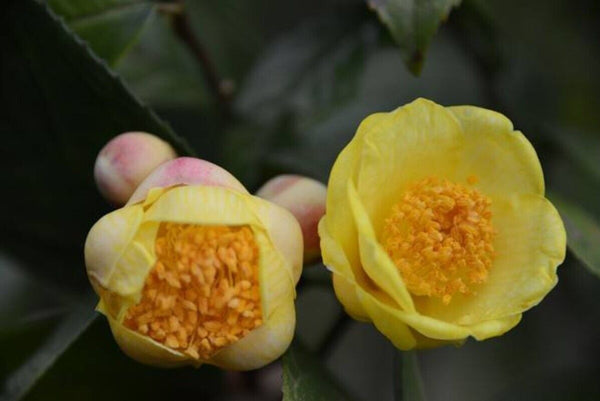 High Quality Dried Golden Camellia Golden Camellia Bloom Tea Flower Tea 500g