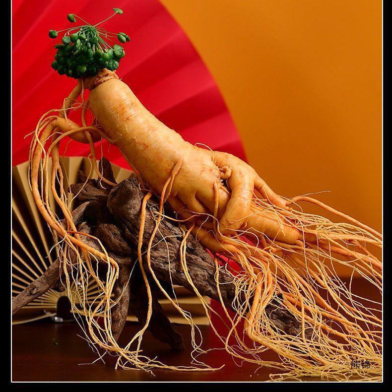 Good for Wine Soaking and Soup Premium Fresh Wild Ginseng from Changbai Mountain