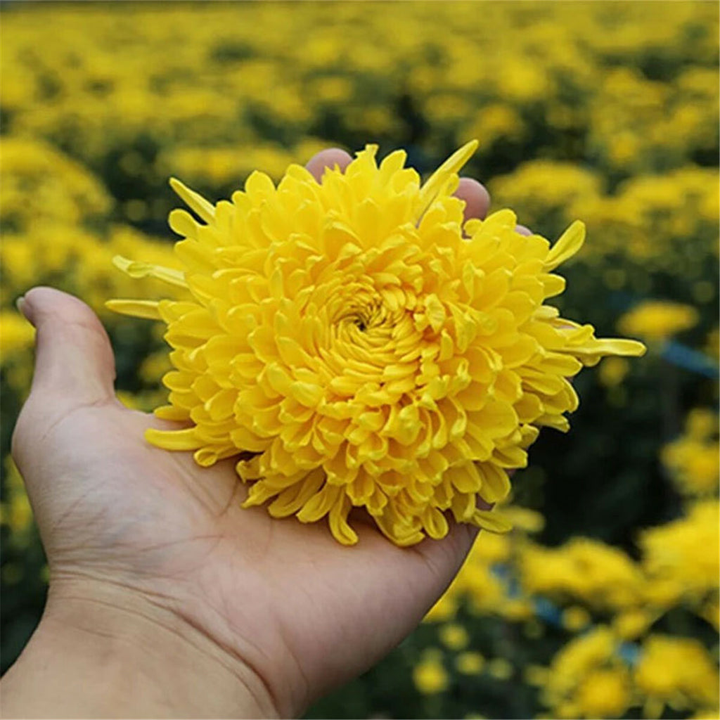 Yellow Chrysanthemum Tea Big Flower Scented Tea Natural Herbal Health Tea