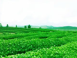 500g Top Chinese Natural Oolong Tea Da Hong Pao Organic Black Tea Healthy Drink