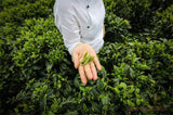 200g Lichee Black Tea Lychee Fruit Flavor Congou Kung Fu Tea Red Tea Health Care