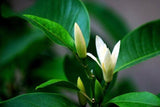 50g Dried Flower Tea Michelia Alba Flower, Flos Micheliae Albae Bai Lan Hua Tea