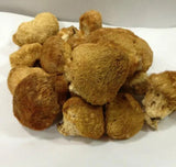 Bartzahn Affenkopf Pilz Hericium Erinaceus Bull Fr Pers 500g