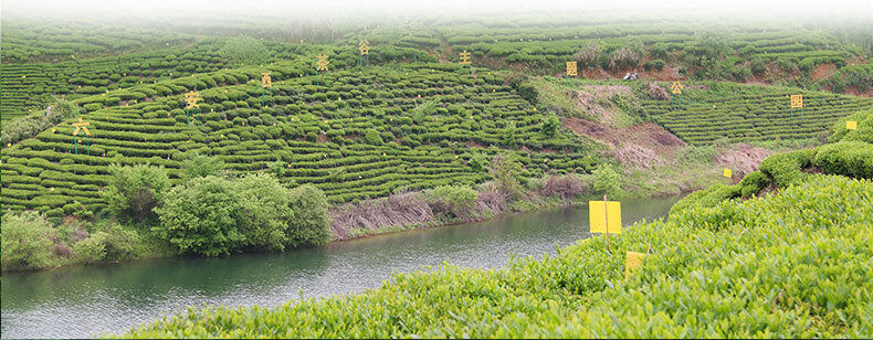High Quality Hand-Made Special Green Tea Natural Tai Ping Hou Kui 50g