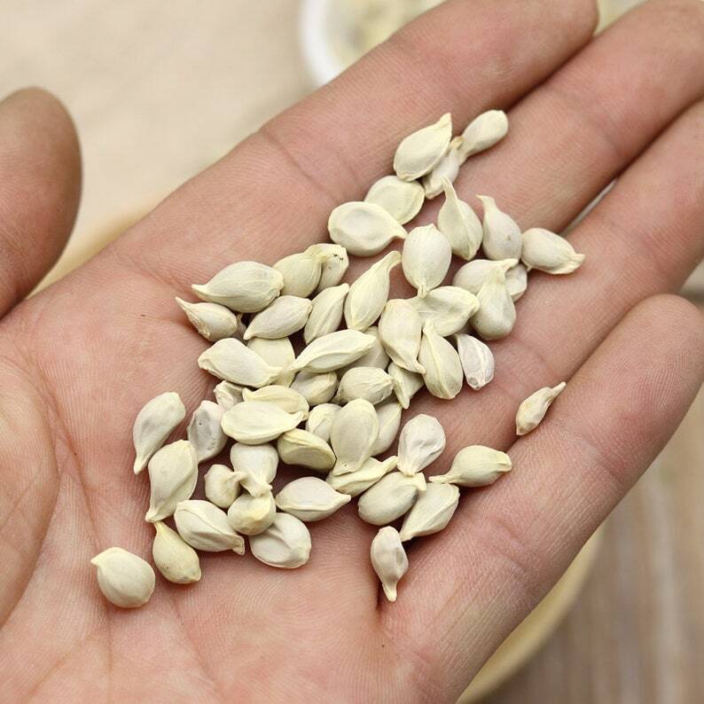 250g Dried Herbs Ju He / Citrus/Tangerine Seeds/ Semen Citri Reticulatae Secondary image