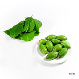 20pcs YOUNG BETEL NUTS ，LEAFS ，Powder 200g Areca Catechu nut PRIORITY SHIPPING