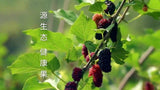 Wild Black Dried Mulberries 200g Hei Sang Shen Gan Large Grain Vitamins