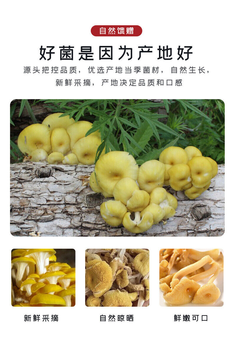 Chicken Oil Mushroom  Yunnan Specialty Yellow Silk Mushroom Soup
