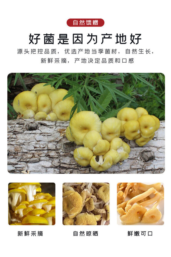 Chicken Oil Mushroom  Yunnan Specialty Yellow Silk Mushroom Soup
