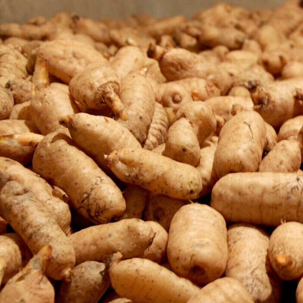 Gastrodia Elata Root Slice Organic Tianma Chinese Herbal Premium Natural