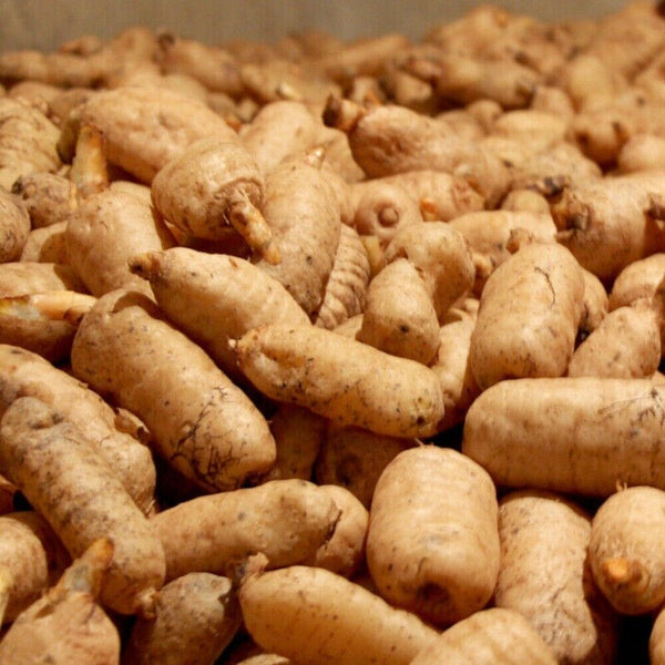 Gastrodia Elata Root Slice Organic Tianma Chinese Herbal Premium Natural