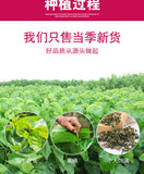 500g Mulberry Leaf Tea Sichuan Sweet Scent After Frost Mulberry Leaf Tea Bulk
