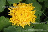 Yellow Chrysanthemum Tea Box of 30 Individual Sachets One cup one flowe
