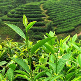 250g Fresh Milk Oolong Tea High Quality Green Tea Organic Taiwan JinXuan Wu Long