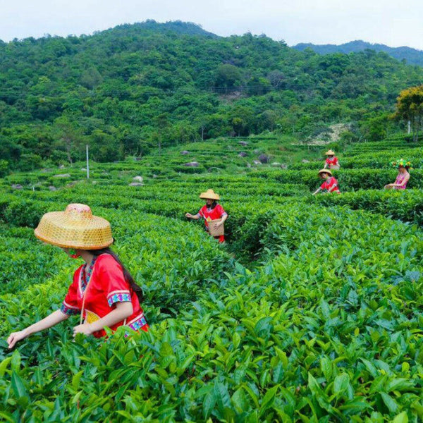 Yunnan Jin Bingdao Ripe Puer Tea Cake Old Tree Cooked Black Premium Aged