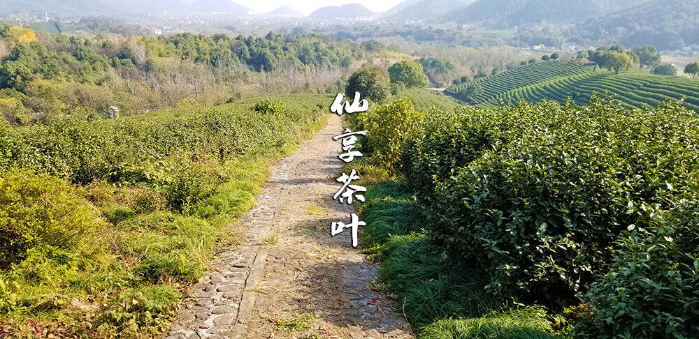 Longjing New Green Tea Strong Fragrance Labor Spring Ration Tea 500g/1.1lb