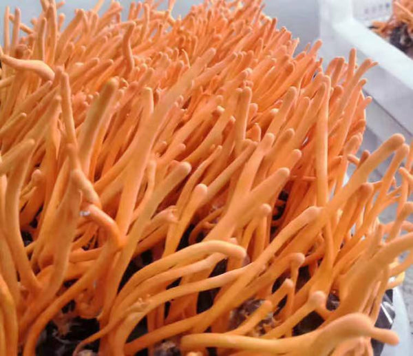 Chinese Anti-aging Cordyceps Flower100g Chong Cao Hua Lowering Blood Pressure