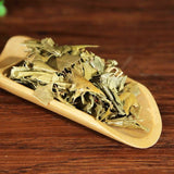 Organic Herbal Chinese Mahonia Leaf Mahonia Bealei Great Quality