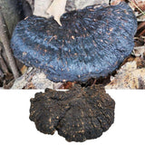 High-Purity Premium Quality Sheraton Extract, Fulvic Acid 50% 100g