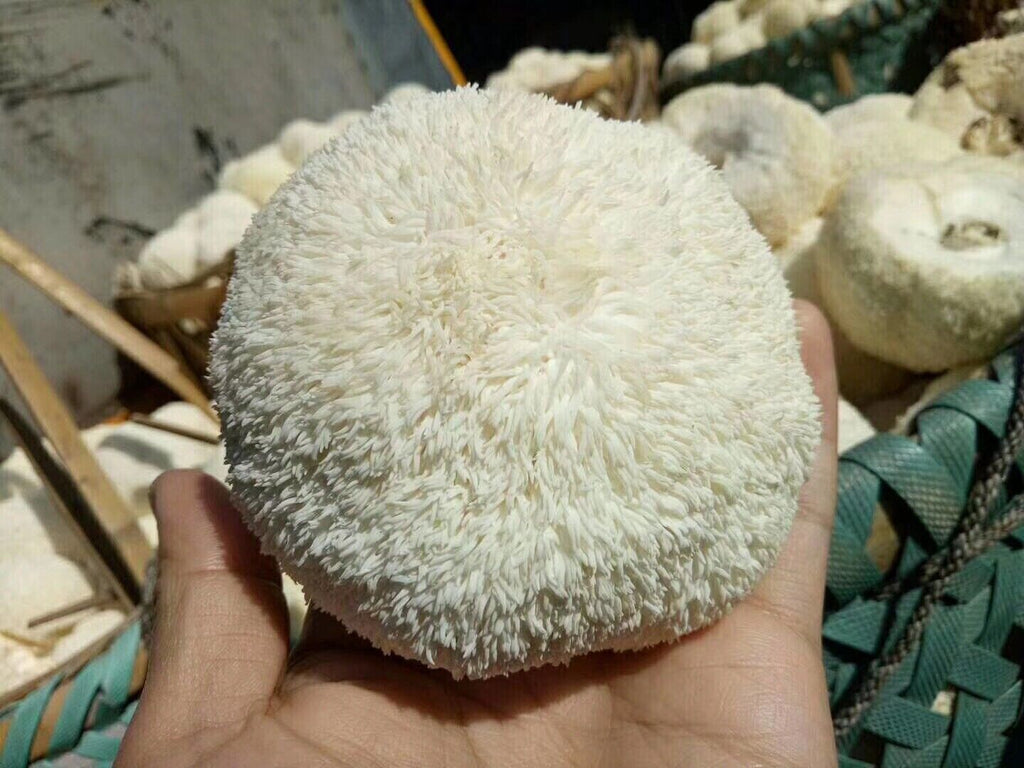 250g Hericium Erinsceus Mushroom Premium Lions Mane Mushroom Chinese Dried Goods