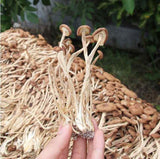 250g Dried Agrocybe Aegerita Natural Tea Tree Mushrooms Plant Mushrooms Fungus