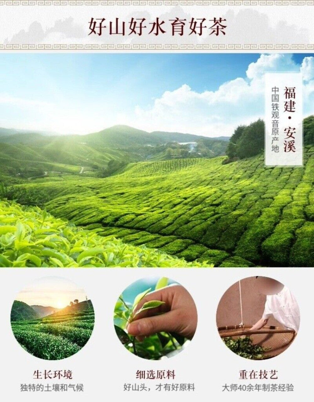 Anxi Qingxiang Tie Guan Yin Oolong Tea 500g Fragrant Mountain