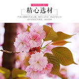 50g Japanese Traditional Salted Sakura Cha Cherry Blossoms Preserved Flower Tea