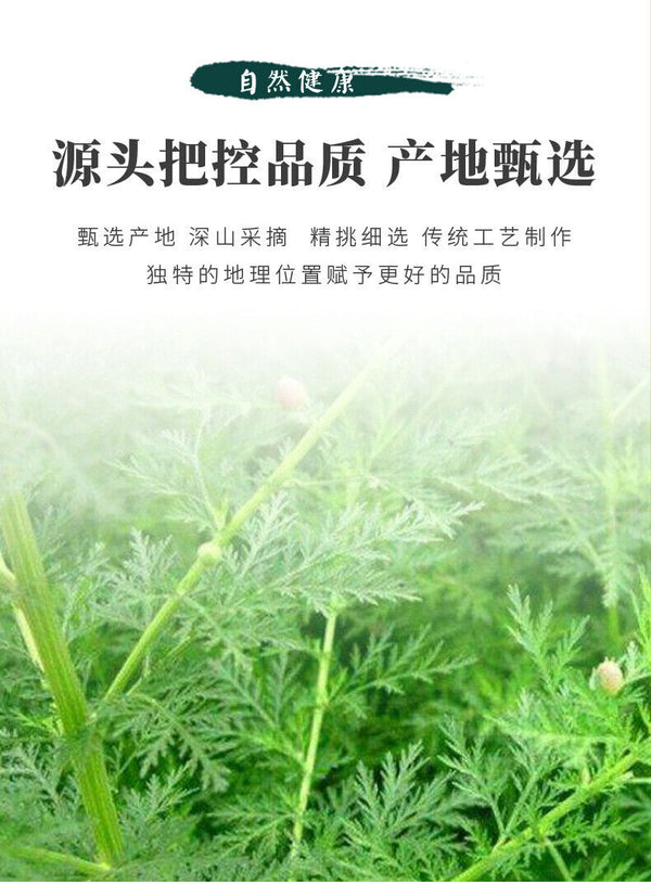 White Wormwood Bulk Wholesale Canned for Brewing Mianyinchen Tea