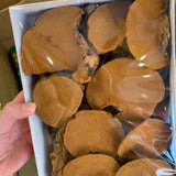 Chinese Song-Gen Meshimakobu Mushroom Sang Huang Mesima Phellinus Igniarius