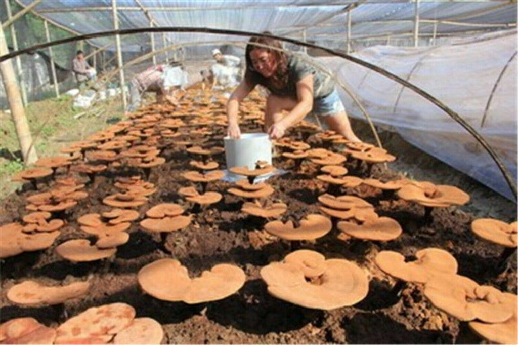 Wild Ganoderma Lucidum Tea 500g Reishi Spore Powder Chinese Herbal Premium